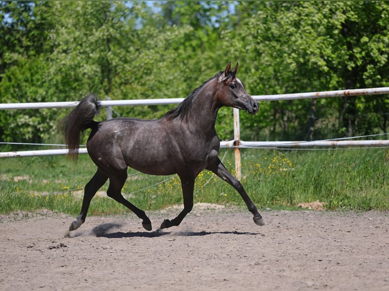 Pur-sang arabe Jument 2 Ans 150 cm Gris in Lodz