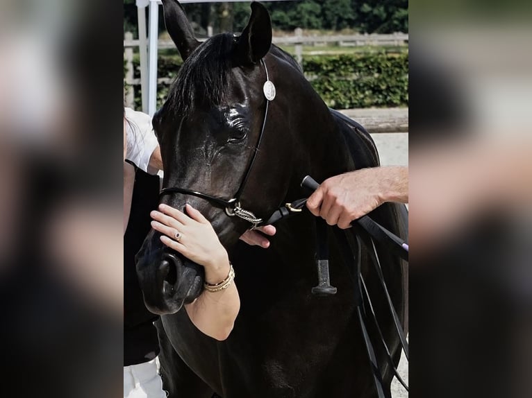 Pur-sang arabe Jument 2 Ans 152 cm Noir in Uddel