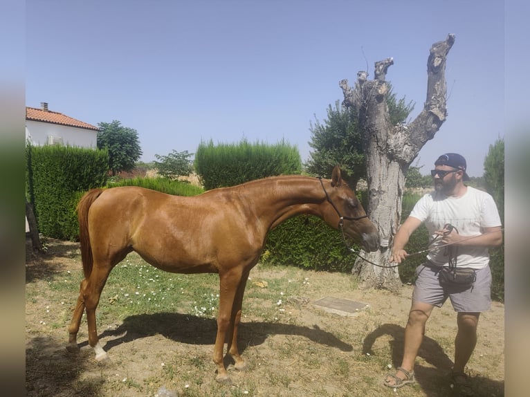 Pur-sang arabe Jument 2 Ans 153 cm Alezan in Albala