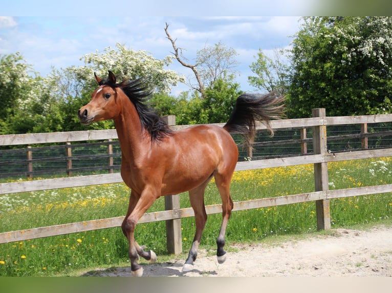 Pur-sang arabe Jument 2 Ans 153 cm Bai in Nellingen Oppingen