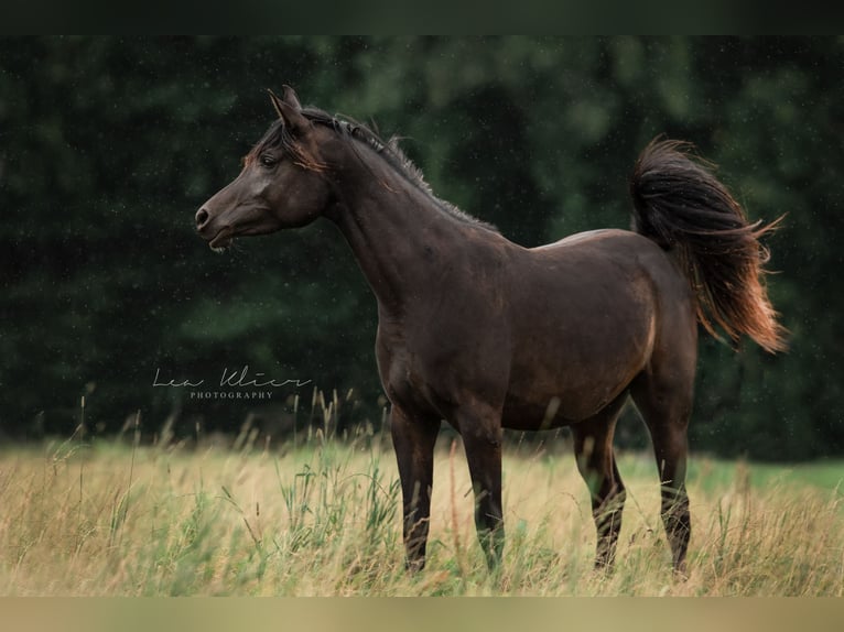 Pur-sang arabe Jument 2 Ans 153 cm Noir in Memmingen