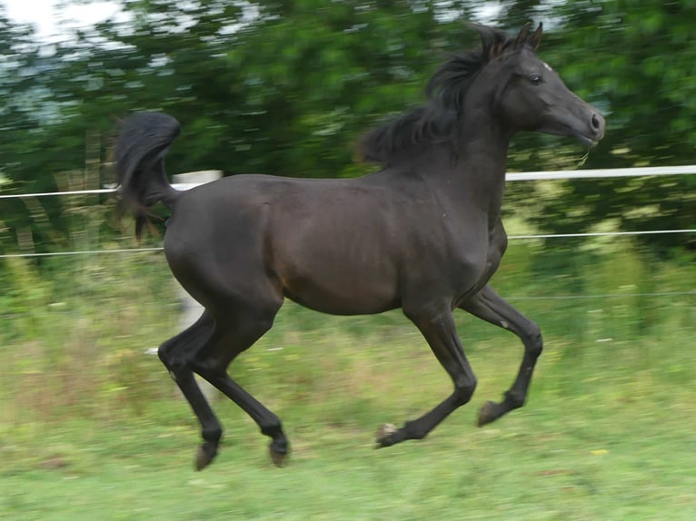 Pur-sang arabe Jument 2 Ans 153 cm Noir in Herzberg am Harz