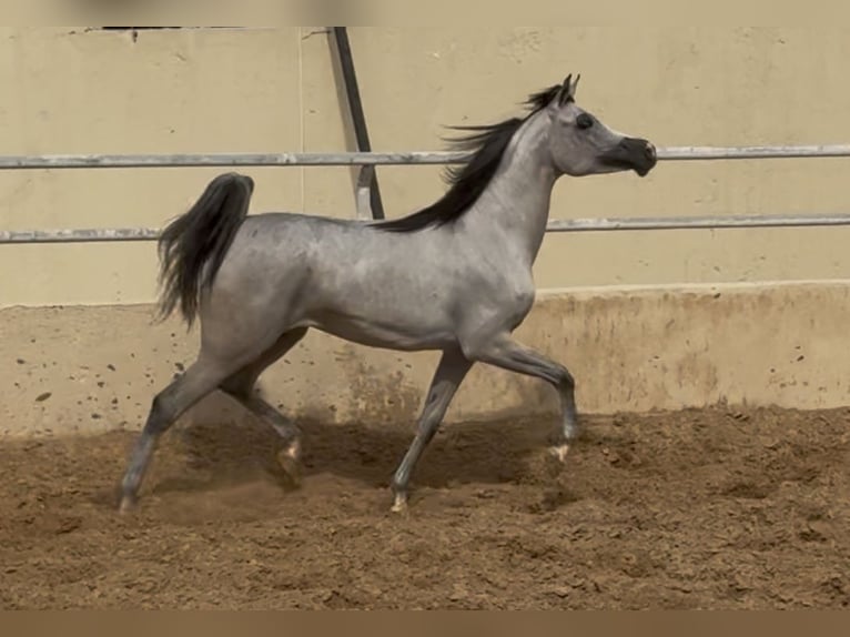 Pur-sang arabe Jument 2 Ans 154 cm Gris in Dubai