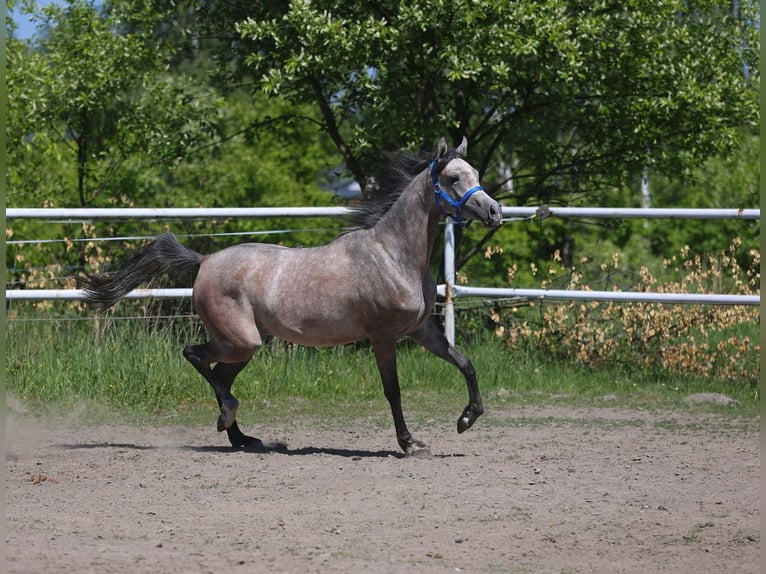 Pur-sang arabe Jument 2 Ans 154 cm Gris in Lodz