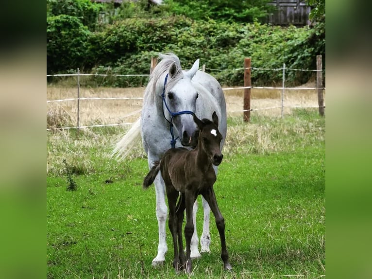 Pur-sang arabe Jument 2 Ans 154 cm Noir in Neuried