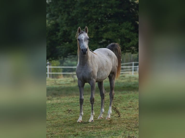 Pur-sang arabe Jument 2 Ans 155 cm Gris in Gemünden (Felda)