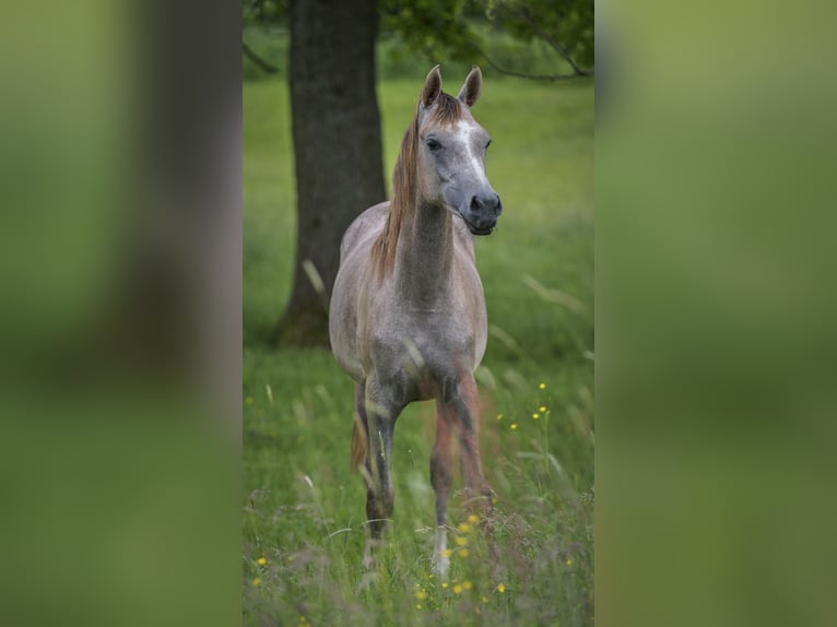 Pur-sang arabe Jument 2 Ans 155 cm Gris in Gemünden (Felda)