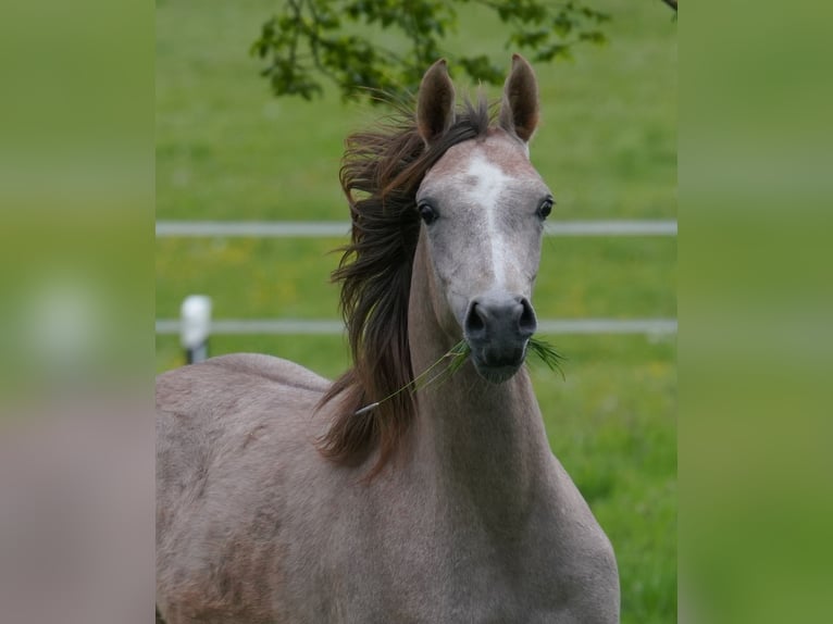 Pur-sang arabe Jument 2 Ans 155 cm Gris in Gemünden (Felda)