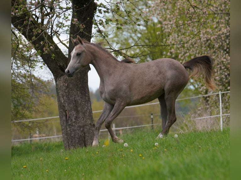 Pur-sang arabe Jument 2 Ans 155 cm Gris in Gemünden (Felda)