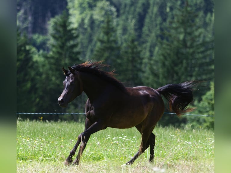 Pur-sang arabe Jument 2 Ans 160 cm Bai brun in TambergauHinterstoder