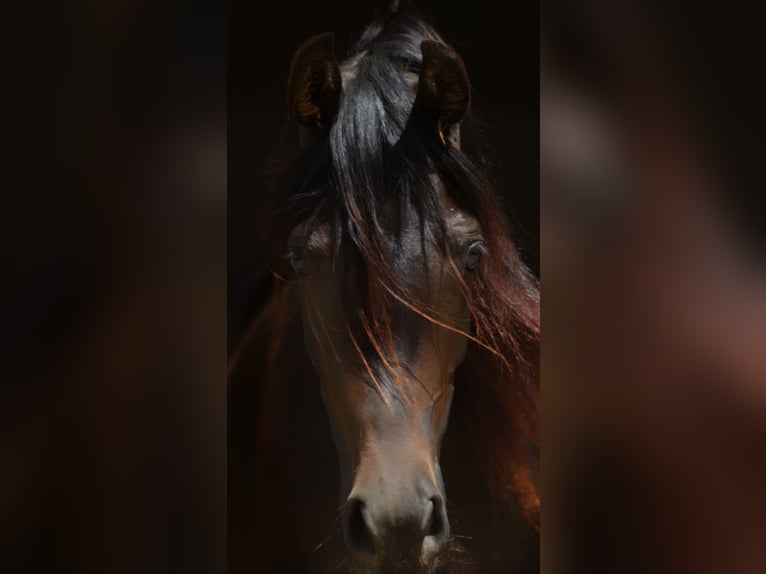 Pur-sang arabe Jument 2 Ans 160 cm Bai brun in TambergauHinterstoder