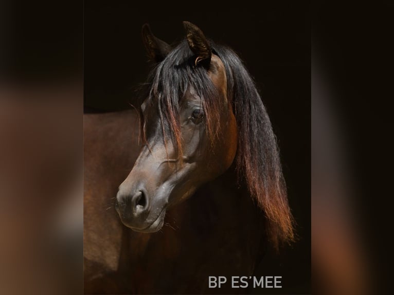 Pur-sang arabe Jument 2 Ans 160 cm Bai brun in TambergauHinterstoder