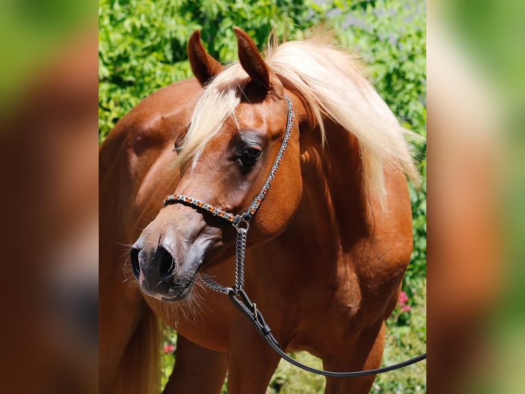 Pur-sang arabe Jument 2 Ans Alezan in Wallse