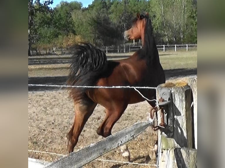 Pur-sang arabe Jument 2 Ans Bai cerise in Bordeaux