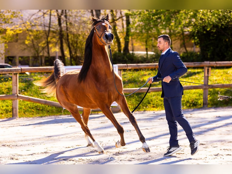 Pur-sang arabe Jument 2 Ans Bai cerise in Bordeaux