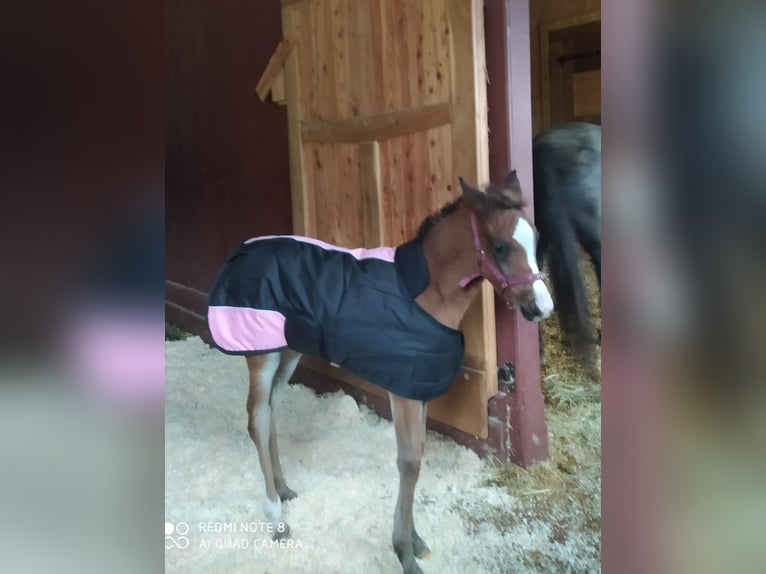 Pur-sang arabe Jument 2 Ans Bai in Büren