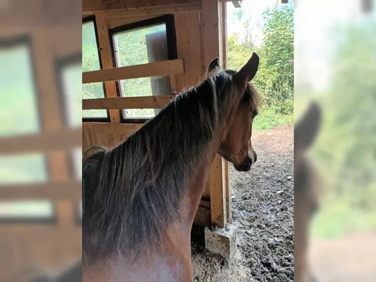 Pur-sang arabe Jument 2 Ans Bai in Büren