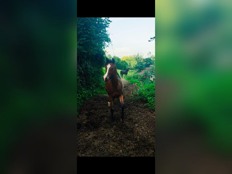 Pur-sang arabe Jument 2 Ans Bai in Büren