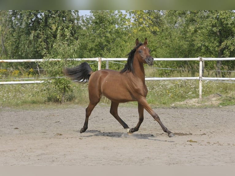 Pur-sang arabe Jument 2 Ans Bai in Lodz