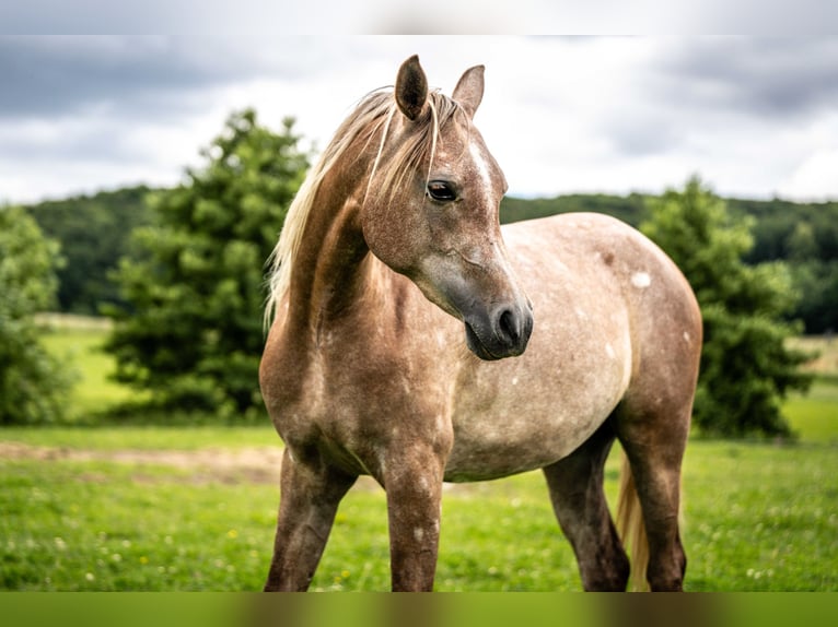 Pur-sang arabe Jument 2 Ans Gris in Herzberg am Harz