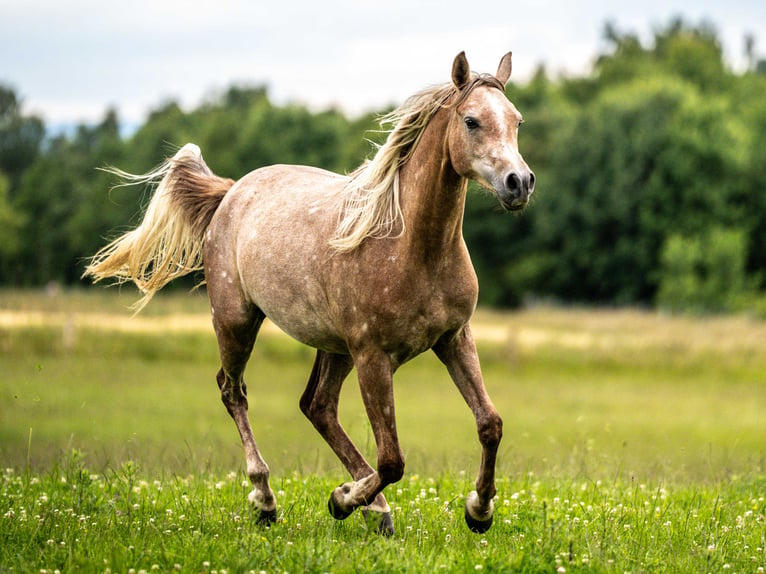 Pur-sang arabe Jument 2 Ans Gris in Herzberg am Harz