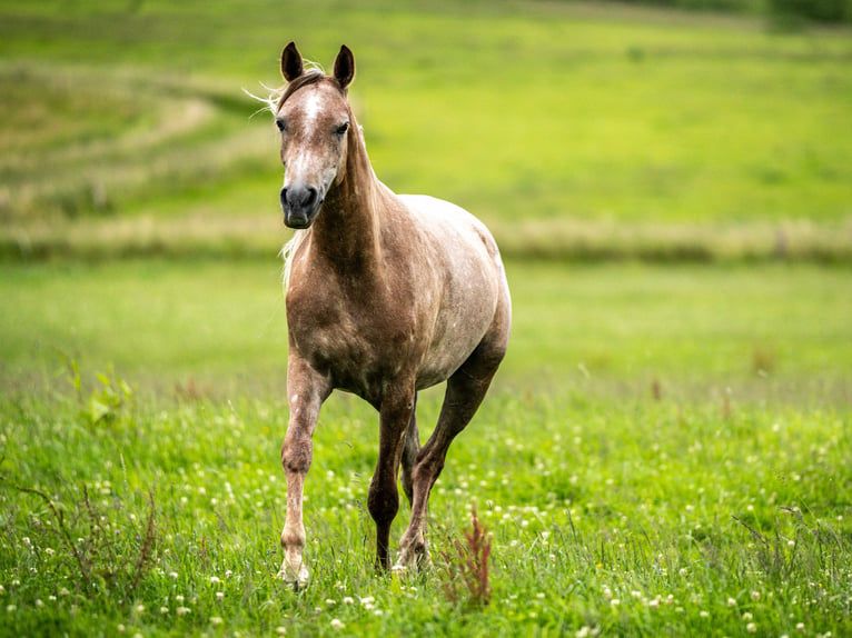 Pur-sang arabe Jument 2 Ans Gris in Herzberg am Harz