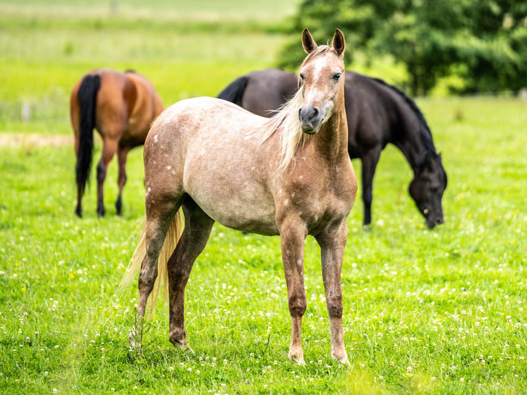 Pur-sang arabe Jument 2 Ans Gris in Herzberg am Harz