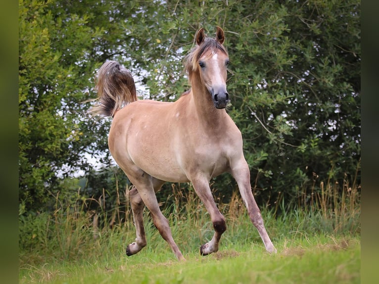 Pur-sang arabe Jument 2 Ans Gris in Nieuwlande