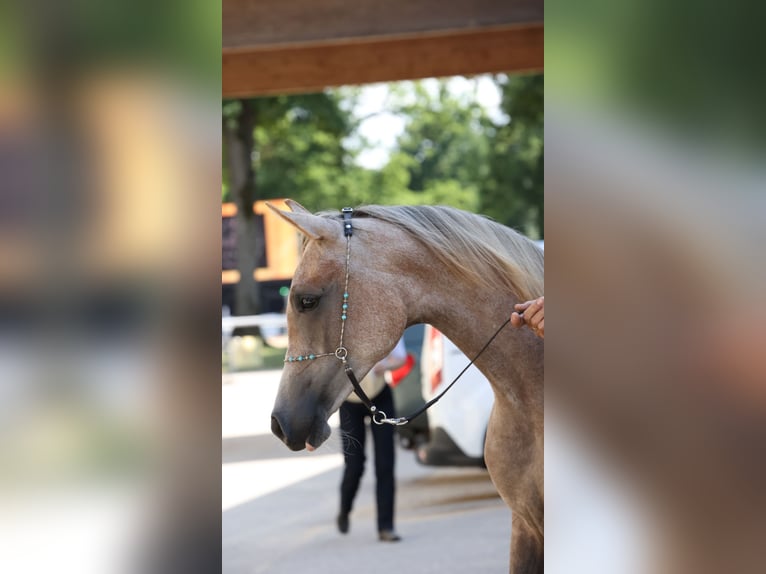 Pur-sang arabe Jument 2 Ans Gris in Reichraming