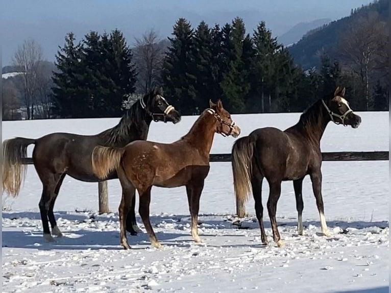 Pur-sang arabe Jument 2 Ans Gris in Reichraming