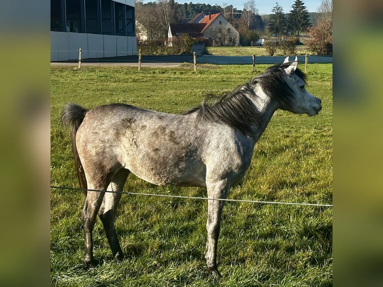 Pur-sang arabe Jument 2 Ans Gris in Gunzenhausen