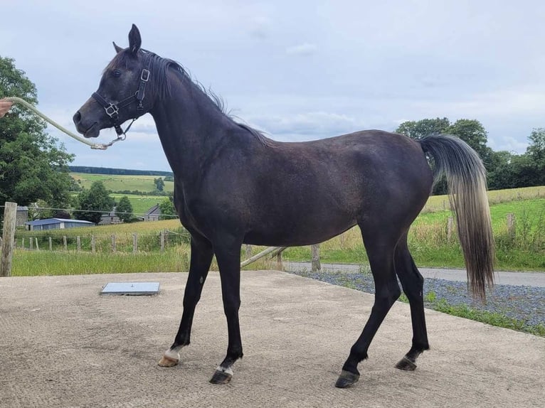 Pur-sang arabe Jument 2 Ans Gris noir in Province du Luxembourg