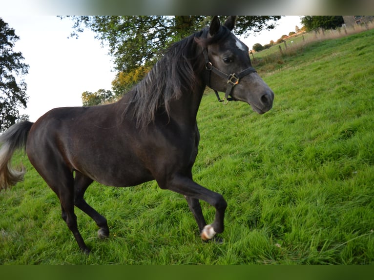 Pur-sang arabe Jument 2 Ans Gris noir in Province du Luxembourg