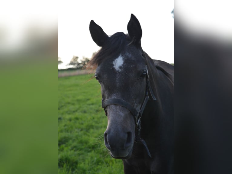 Pur-sang arabe Jument 2 Ans Gris noir in Province du Luxembourg