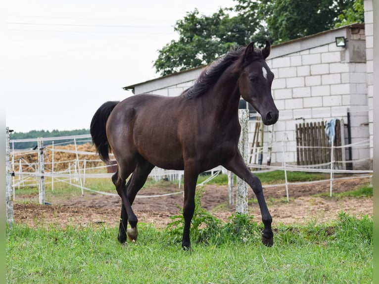 Pur-sang arabe Jument 2 Ans Noir in Zawidz Ko&#x15B;cielny