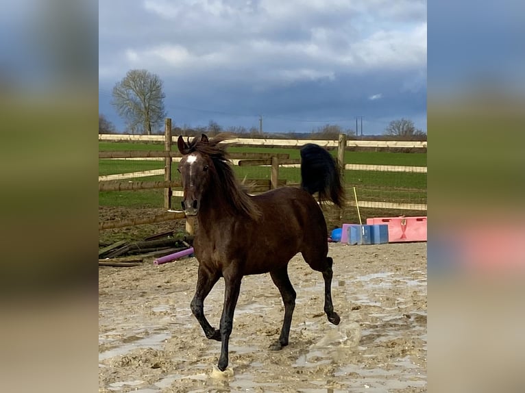 Pur-sang arabe Jument 2 Ans Rouan Rouge in Blangy sur bresle