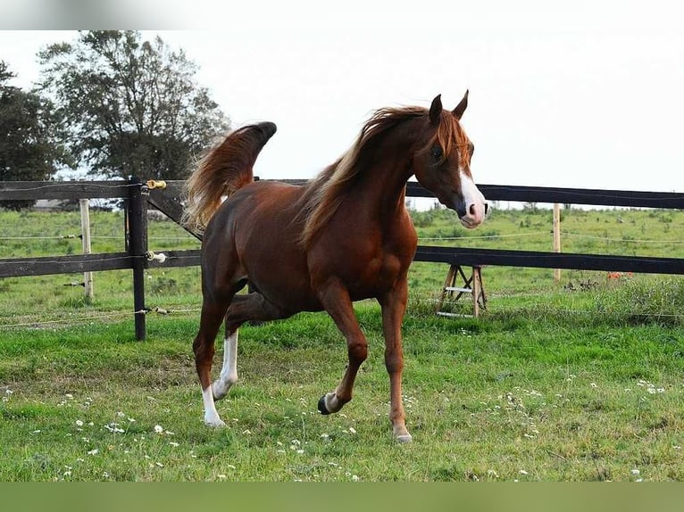 Pur-sang arabe Jument 3 Ans 147 cm Alezan brûlé in Jelling