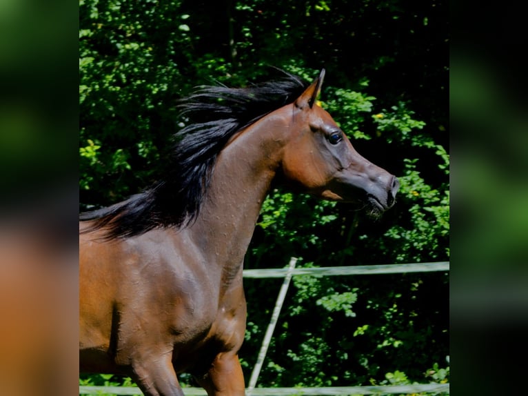 Pur-sang arabe Jument 3 Ans 150 cm Bai in Hinterstoder