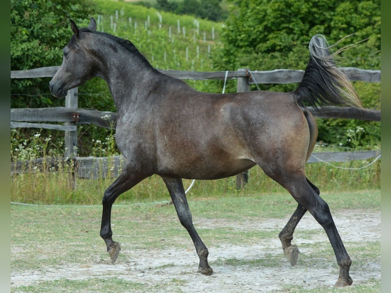Pur-sang arabe Jument 3 Ans 150 cm Gris in Koprivnica