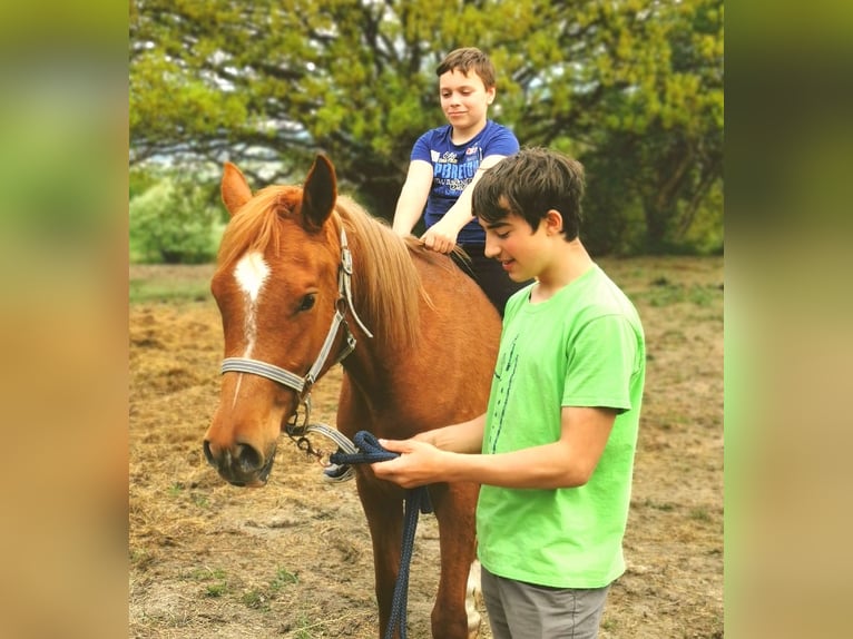 Pur-sang arabe Jument 3 Ans 151 cm Alezan in Kassel