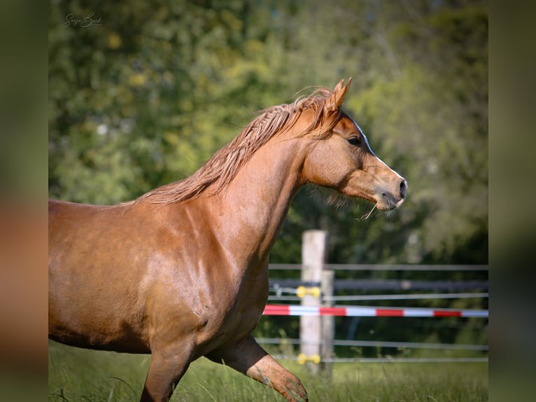 Pur-sang arabe Jument 3 Ans 152 cm Alezan in Bergkamen