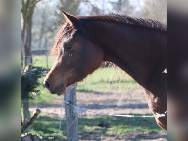 Pur-sang arabe Jument 3 Ans 152 cm Bai in L&#xF6;wenberger Land
