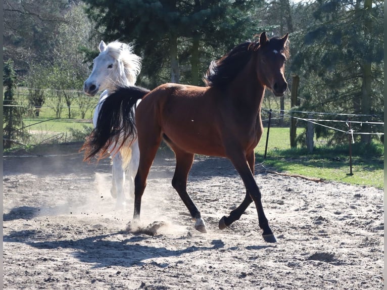 Pur-sang arabe Jument 3 Ans 152 cm Bai in L&#xF6;wenberger Land