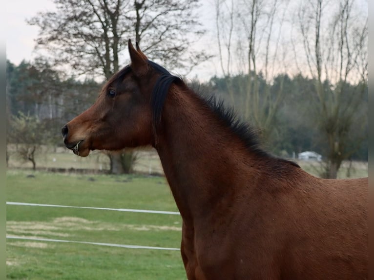 Pur-sang arabe Jument 3 Ans 152 cm Bai in L&#xF6;wenberger Land