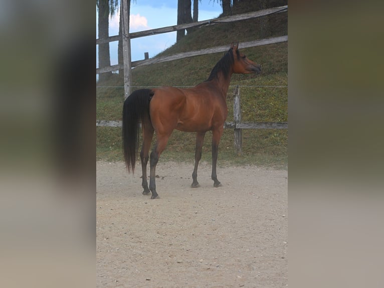 Pur-sang arabe Jument 3 Ans 152 cm Bai in KOPRIVNICA