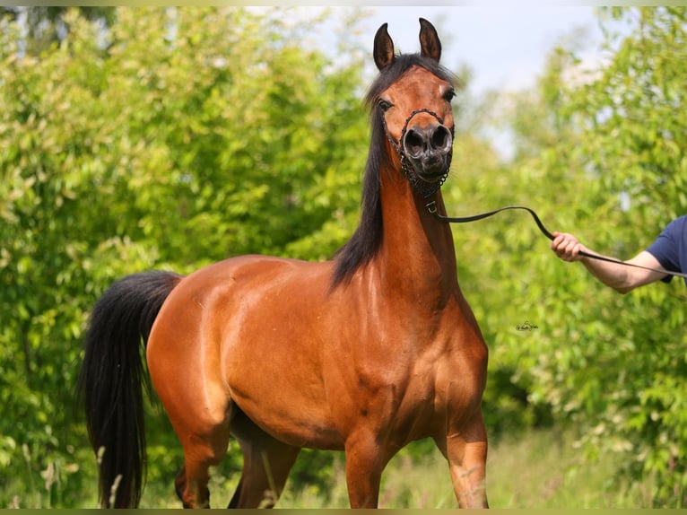 Pur-sang arabe Jument 3 Ans 152 cm Bai in Lodz