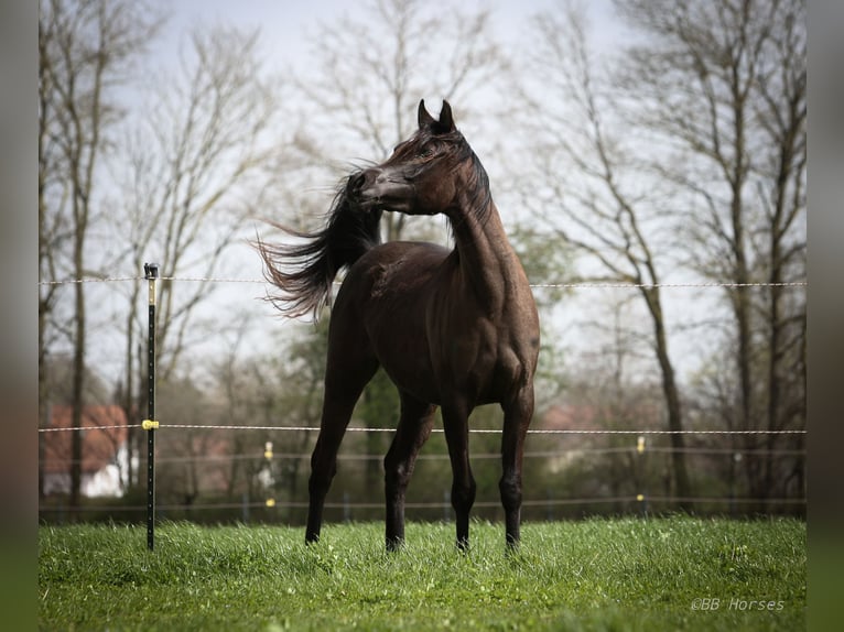 Pur-sang arabe Jument 3 Ans 152 cm Noir in Pastetten