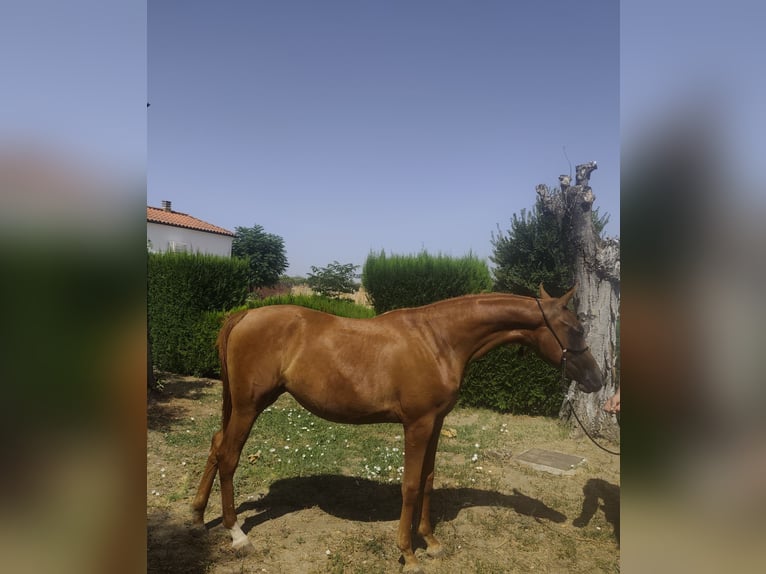 Pur-sang arabe Jument 3 Ans 153 cm Alezan in Albala