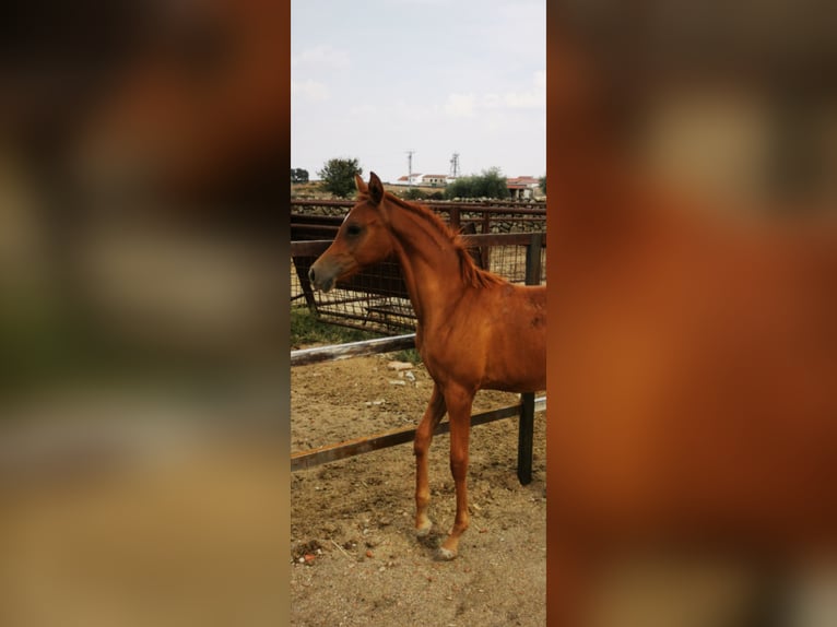 Pur-sang arabe Jument 3 Ans 153 cm Alezan in Albala