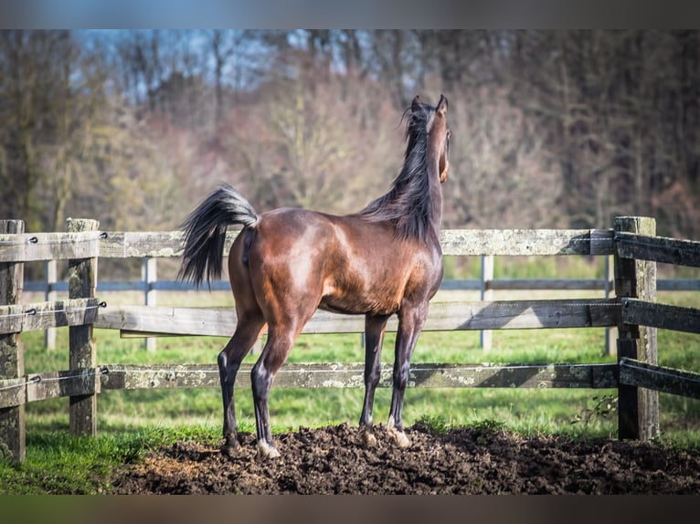 Pur-sang arabe Jument 3 Ans 153 cm Bai brun in Wangerland Hohenkirchen